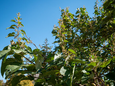 Clusters of developing green seed capsules on a Paulownia tree surrounded by lush foliage in sunlight. Close-up of ornamental tree fruits and branches in a summer garden.