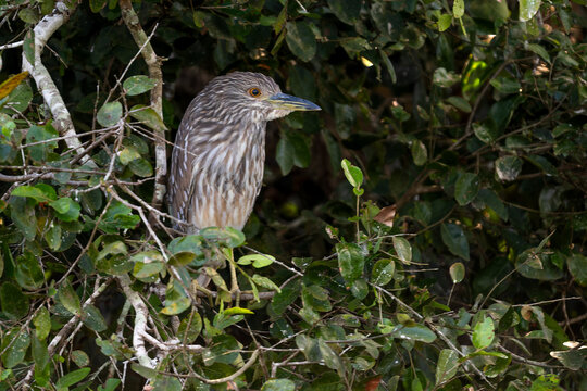 Black-crowned Night-heron - Nycticorax nycticorax &ndash; beautiful night bird from swamps, reeds and fresh waters, Pantanal, Brazil.