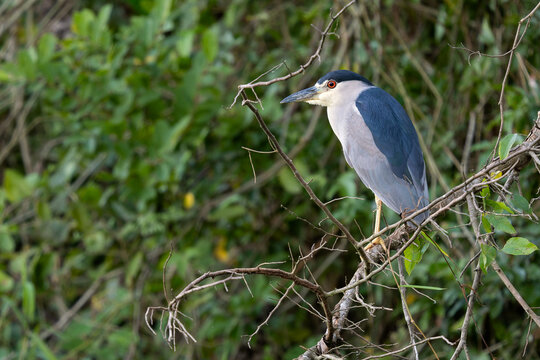 Black-crowned Night-heron - Nycticorax nycticorax &ndash; beautiful night bird from swamps, reeds and fresh waters, Pantanal, Brazil.
