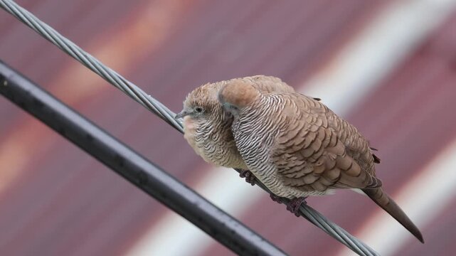 Barred ground dove parent preening and grooming its fledgling chick on a city wire