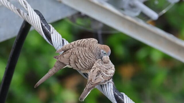 Two hungry Zebra Dove fledglings aggressively feeding on crop milk from their parent