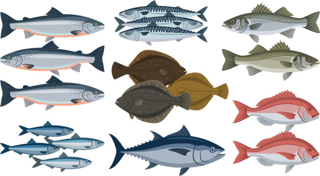 Commercial saltwater fish species flat vector collection set featuring salmon mackerel flounder tuna sea bass and red snapper isolated on white background