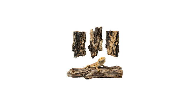 Bearded dragon lizard sitting on a wooden log with tree bark pieces