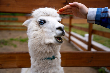 A white alpaca stands in a wooden fenced enclosure as a person reaches to pet its head  its thick fleece, blue eye, and open mouth are visible. © Marina
