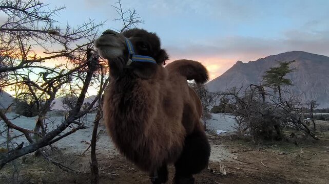 One bactrian camel standing in the Nubra valley in Himalayan cold desert, with chewing movement. Diskit, Ladakh, travel destination.