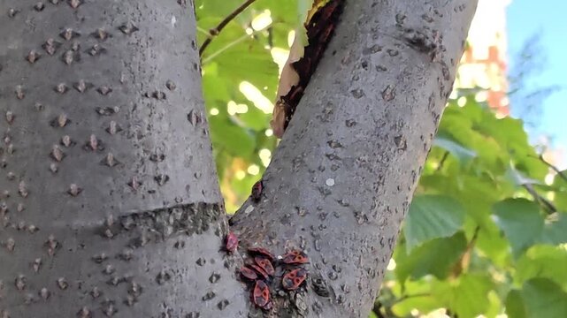 Large colony of red firebugs (Pyrrhocoris apterus) hiding from cold wind on a linden tree trunk and green leaf in an autumn park, Kyiv, Ukraine. 