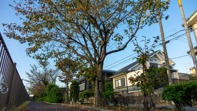 Early Autumn Tree Leaves and Promenade Along Onda River in Machida Tokyo Japan