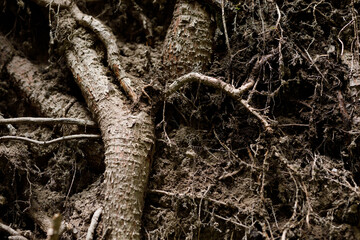 Fototapeta premium Close detailed view of tree trunk roots embedded in soil for natural texture background and forest design