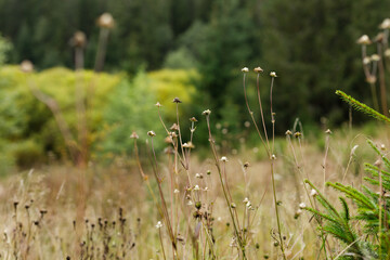Naklejka premium Meadow foreground with dried wildflowers and small fir trees in the distance for nature banner, pastoral wallpaper, and environmental landscape design