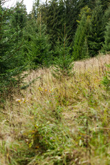 Naklejka premium Vertical portrait of a young spruce slope with tall grass for poster background and botanical design use in outdoor advertising and nature themed banners