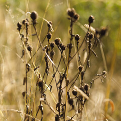 Naklejka premium Vertical composition of dried seedhead stems backlit by warm sunlight for nature background and botanical texture