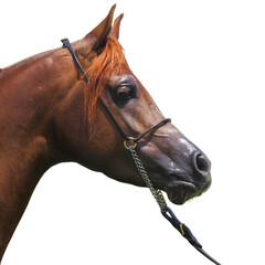 Profile portrait of a chestnut Arabian horse with a black leather halter isolated on a white background © Saeed Ahmad