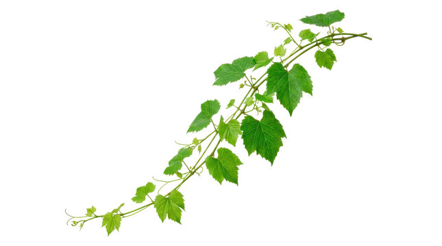 Trailing green vine branch with slender stem, fresh leaves and gently cascading growth, photorealistic studio botanical photograph, diagonal three-quarter view, tack-sharp leaf and stem detail,