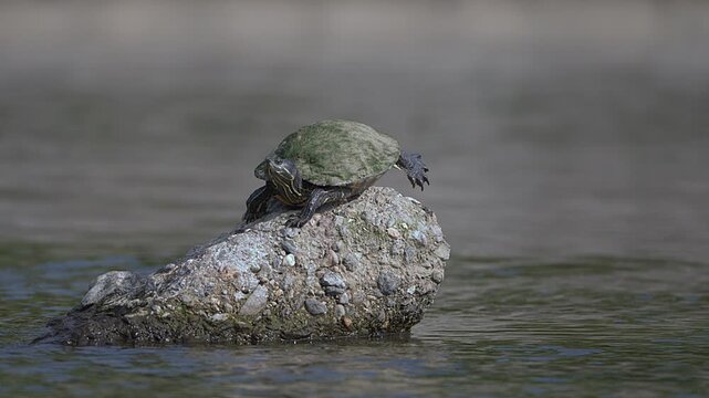 Turtle rests atop a wet rock in calm water