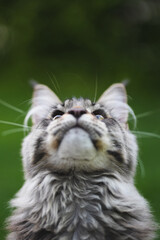Cat looking upwards outdoors © Michel Lapiccirella