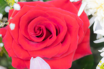 rosa © JorgeZepeda