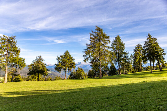 Larch trees on an alpine meadow with Rosengarten view, South Tyrol, Italy