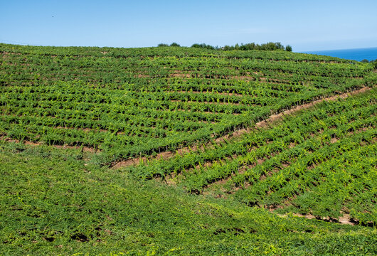 Hills with green vineyards