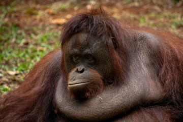 Adult male Bornean Orangutan (Pongo pygmaeus) with a very large prominent throat pouch or vocal sac. © Lauren