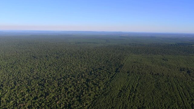 High aerial view revealing the distinct boundary between reforestation plots and dense native rainforest.