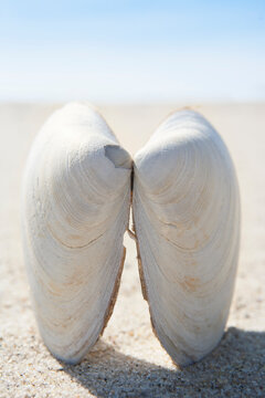 Close-up of clam shell on beach