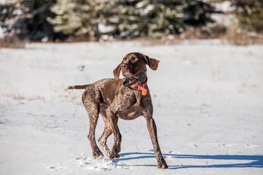 German Shorthaired Pointer dog walking through a snowy field