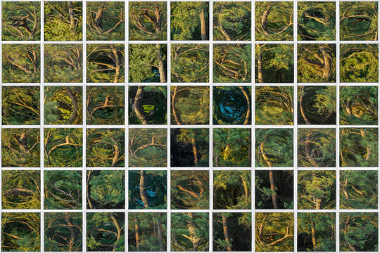 Window Reflections  of  Trees  (Composite of 54 images)