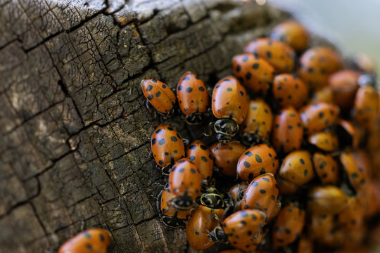 Large cluster of ladybugs congregating on a wooden stump