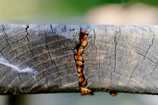 A cluster of ladybugs inside a crack in weathered wood