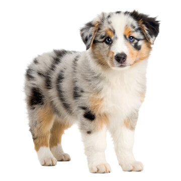 Australian Shepherd Puppy Standing Photorealistic Dog Portrait Cutout for Pet Care Marketing and Adoption Campaigns