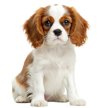 Cavalier King Charles Spaniel Puppy Sitting Photorealistic Dog Portrait Cutout for Pet Care Marketing and Adoption Campa