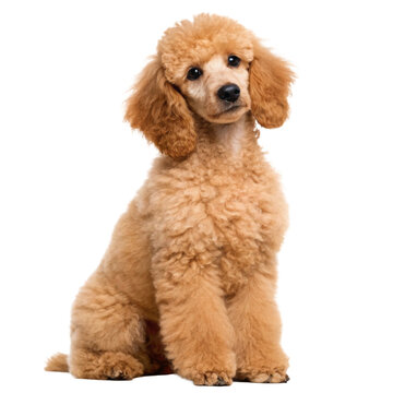 Poodle Puppy Sitting Photorealistic Dog Portrait Cutout for Pet Care Marketing and Adoption Campaigns