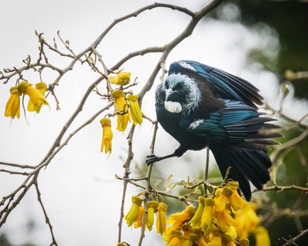 Tui bird landing on Kowhai tree.  Yellow Kowhai flowers in full bloom. Auckland.