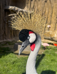 Naklejka premium A vertical closeup of a gray crowned crane, Balearica regulorum