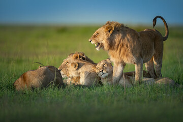 A majestic male lion stands proudly beside his resting pride, displaying strength and dominance in the lush green African savannah under the warm golden sunlight. © ahmed