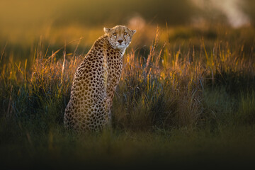A majestic cheetah sitting gracefully in the golden savannah grass, gazing into the distance as the warm evening sunlight illuminates its beautiful spotted coat. © ahmed