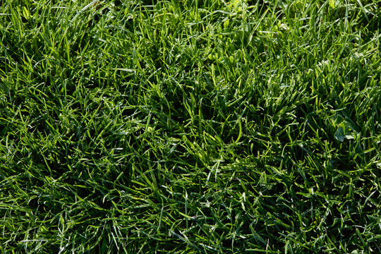 Close-up of green grass