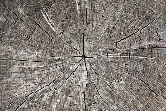 Closeup of cracked tree stump