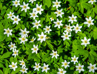 White snowdrops on a forest glade  © licvin