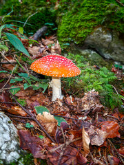 A single, striking fly agaric (Amanita muscaria) with a bright red-orange cap and distinctive white spots grows in the forest. Autumnal forest floor covered with moss and fallen leaves. © Sandra Alkado