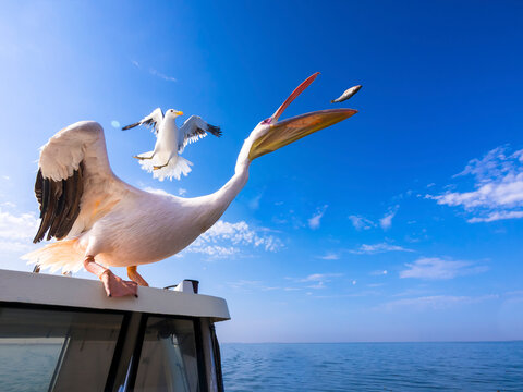 Namibia, Erongo Province, white pelican standing on top of a boat catching a fish