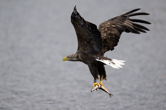 White tailed eagle flying with a fish over Loch Shiel in Scotland