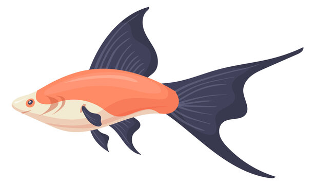 Lyretail fish pet. Aquarium swordtail cartoon icon