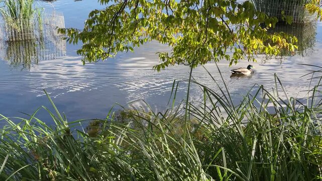 Male mallard duck dabbling and feeding in calm blue pond water, overhanging green grass at top framing scene, yellow green tree branches and reed protection baskets, white clouds reflection in water,