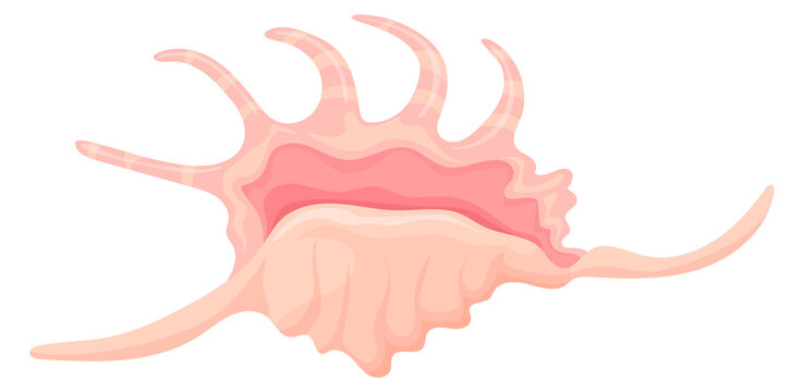 Spider conch cartoon icon. Exotic sea shell