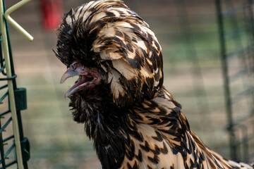 Ornamental laying hen, breeds, azur, padovana, pekin bantam, ardennaise, affectionate and gentle, small to medium sized eggs © Reflexpixel