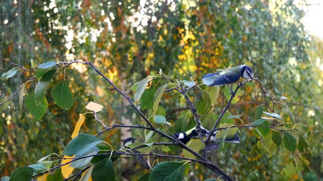 Tits on a birch branch by the feeder.