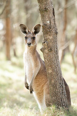 Eastern Grey Kangaroo or Macropus giganteus at Tinchi Tamba Wetlands in Queensland, Australia. © Rob D
