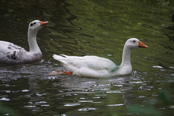 Two white geese swimming on dark green pond water © Rekentek