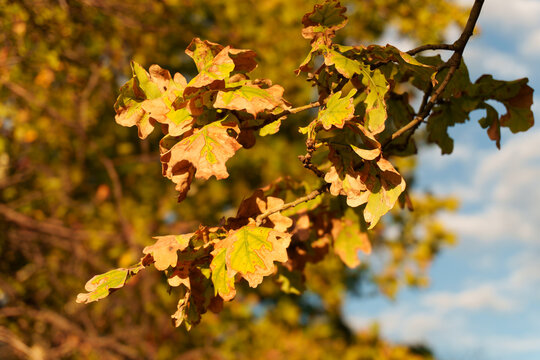 Oak leaves changing color under soft daylight forming natural texture for seasonal design backgrounds.